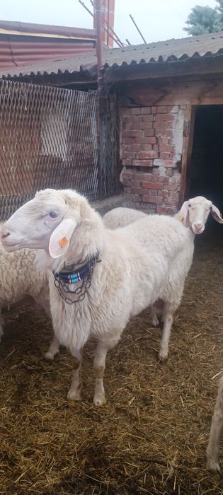 Коч Асаф чистокръвен