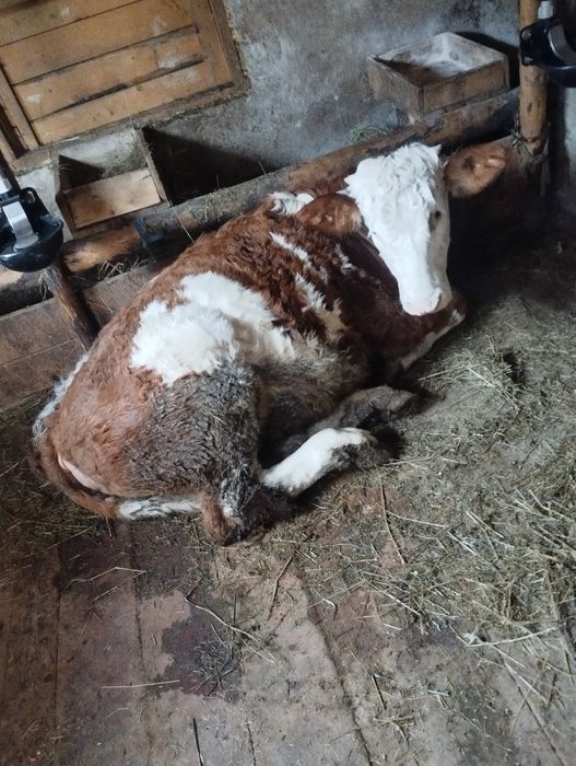 De vânzare o vițeauă