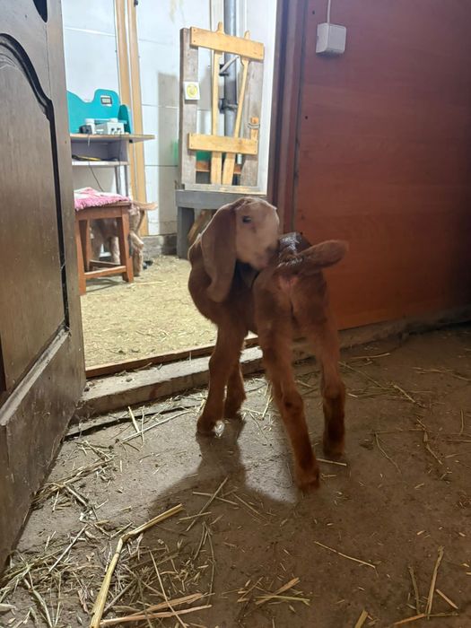 Альпо Камори Козочки