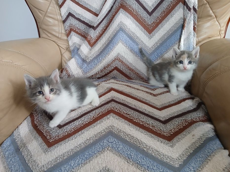 Котенок в дар 1,5 мес.