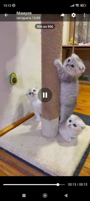 Продаются Котята