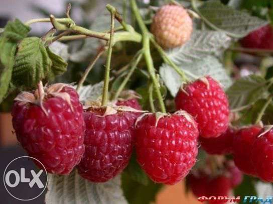 Малина сажинцы продам