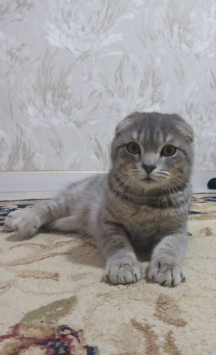 Скотч фолл мушукк