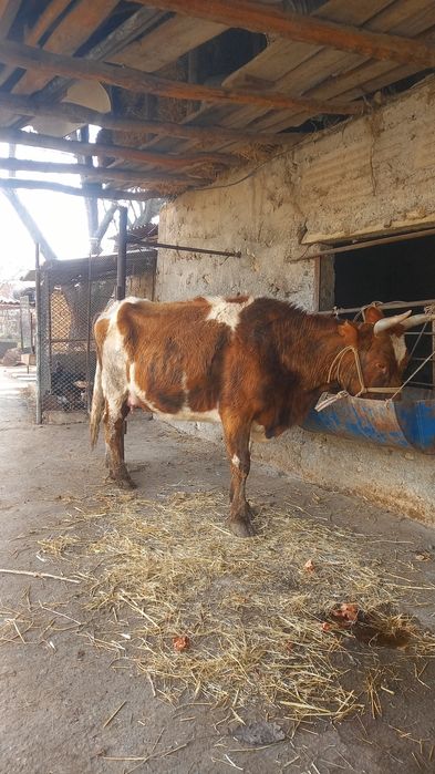 Бұзаулы сиыр сатылады бұзауы еркек