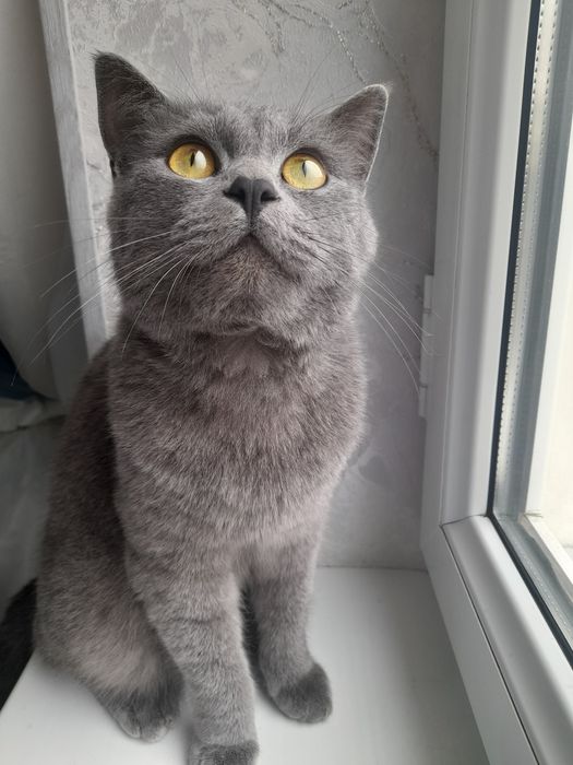 Шотландская кошка