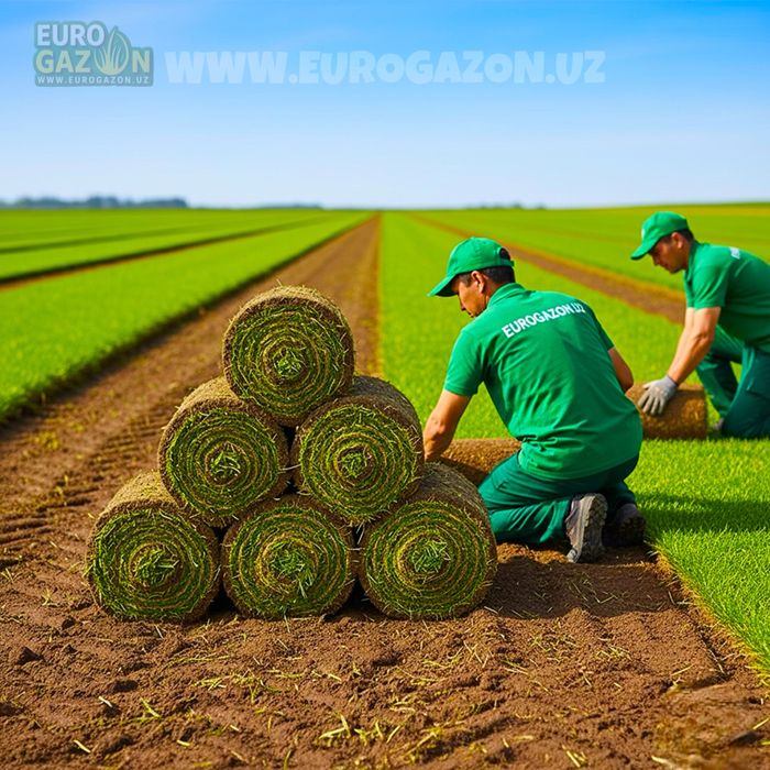 Укладка газона под ключ — Ташкент
