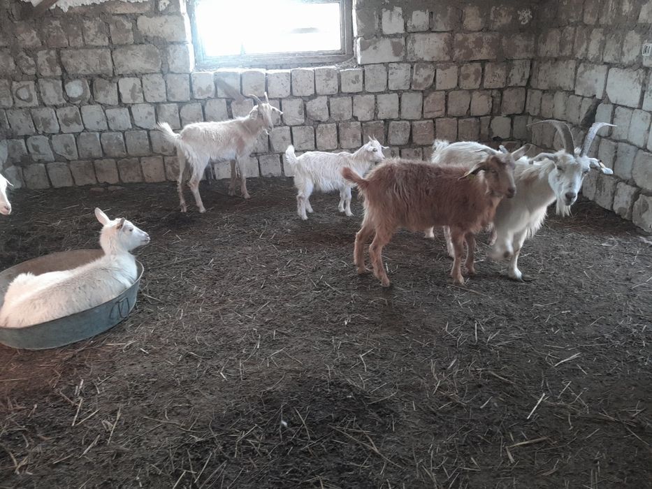 Шыбыштар сатылады