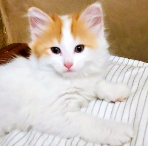 Котенок бесплатно, в добрые руки. Мальчик