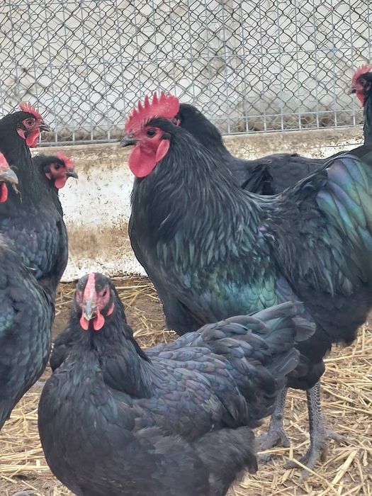 Oua incubat Australorp negru