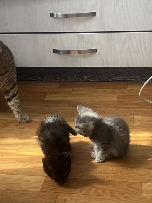 Отдаю котят в добрые руки