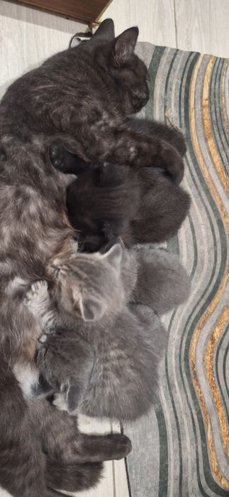 Отдам котят в добрые руки