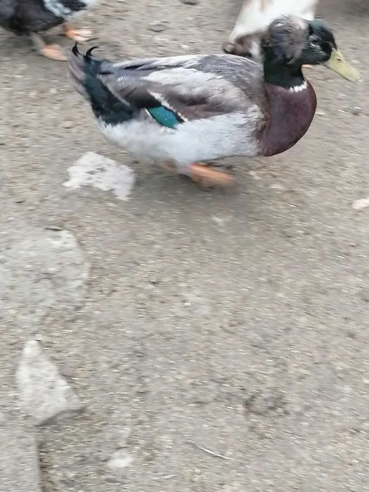 Ratoi motati talie mare