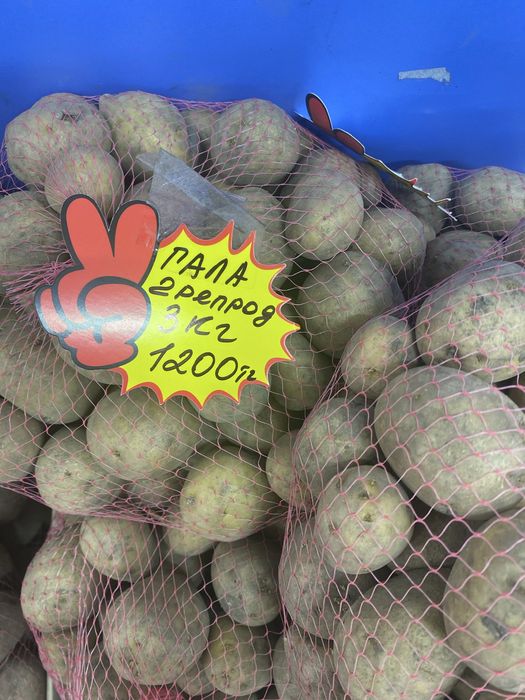 Картофель семенной