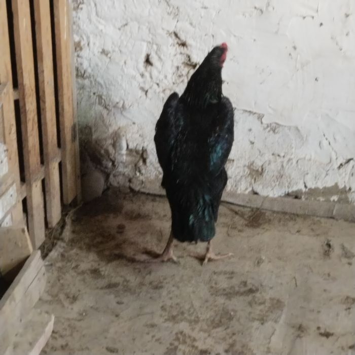 Продам Бойцовый дакан