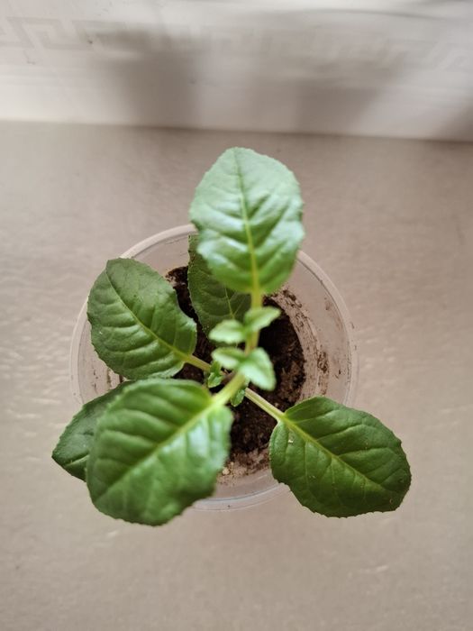 Комнатные цветы растения