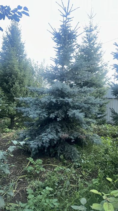 Продам экстра хвойные растения