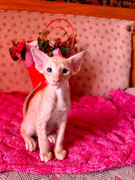 Ориентальные котчта