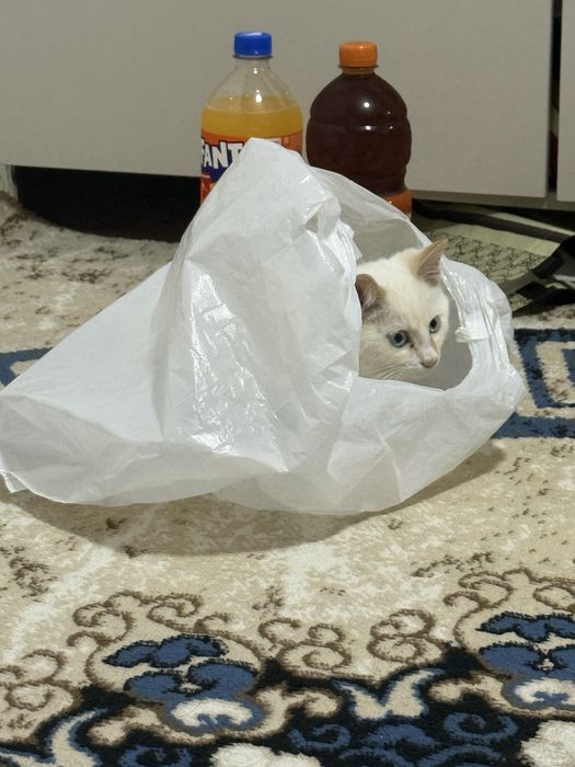 Кошка 4 месяц мальчик