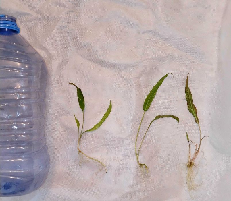 Криптокарина неприхотливая