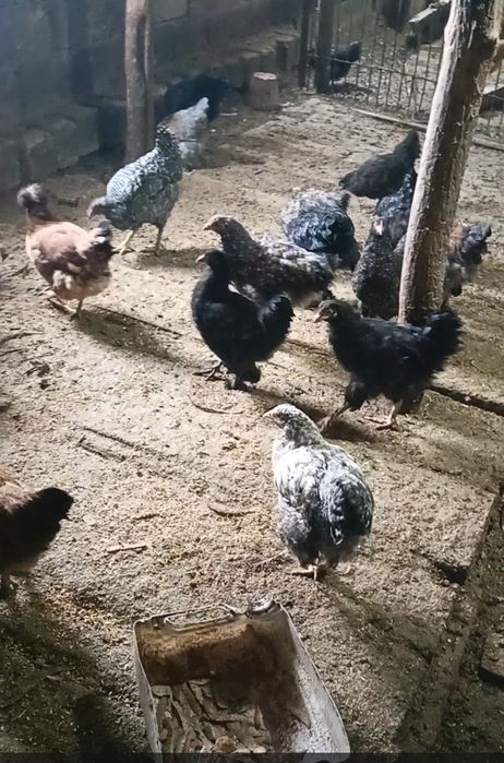 Продам курей молодок