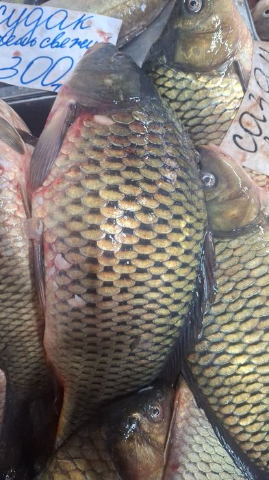 Рыба Балык оптом и розницу