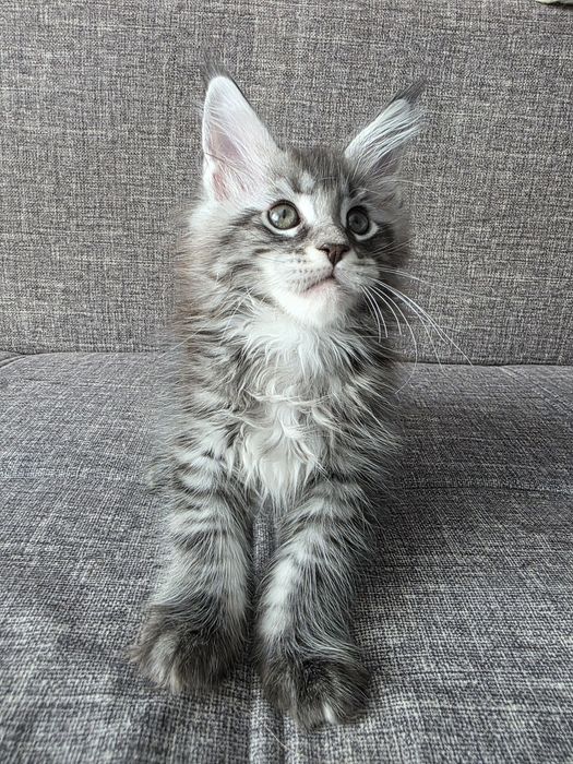 Котята. Мейн кун. Крупные