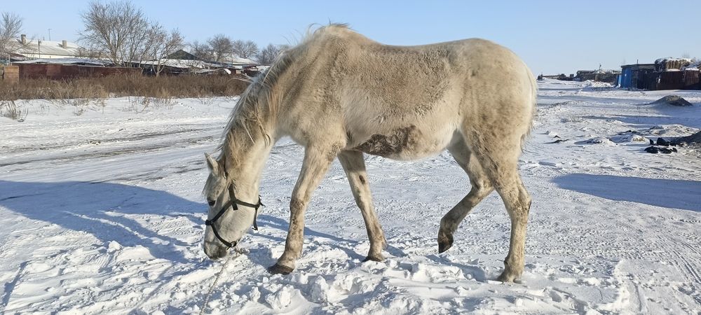 Продам кобылу Англо-Араб