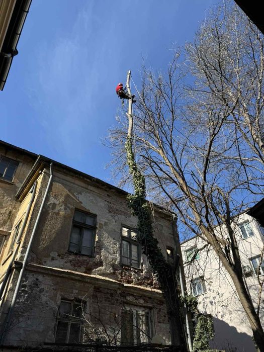 Рязане на опасни дървета 24/7 (арбористи)