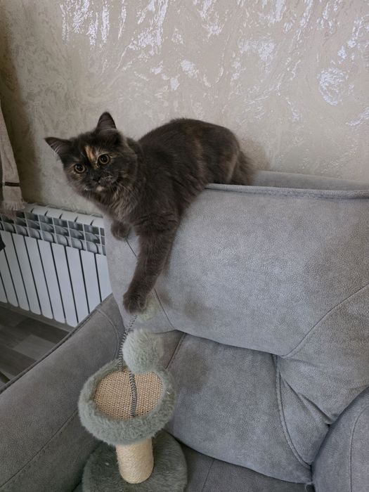 На продажу кошечка скотиш страйт