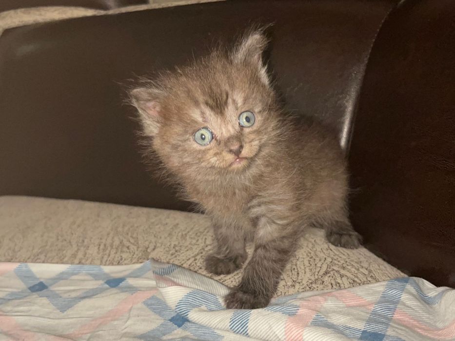 Отдам прекрасных девочек только в добрые руки