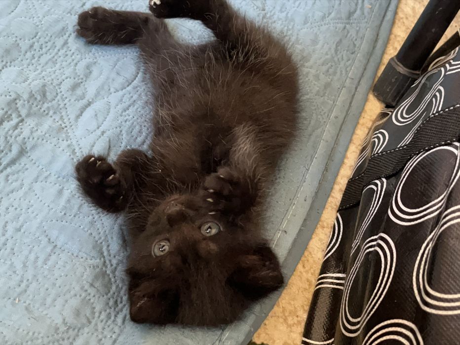 Шотландский Черный котенок