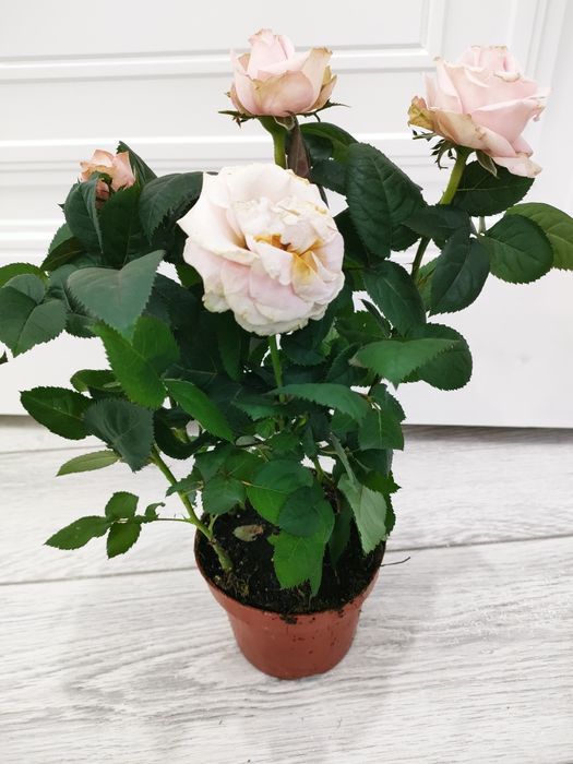 Комнатные цветы.  Есть доставка