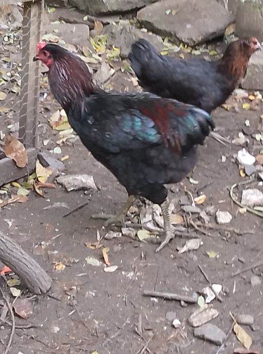 Vând cocoș araucana negru
