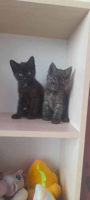 Отдам котят в добрые руки