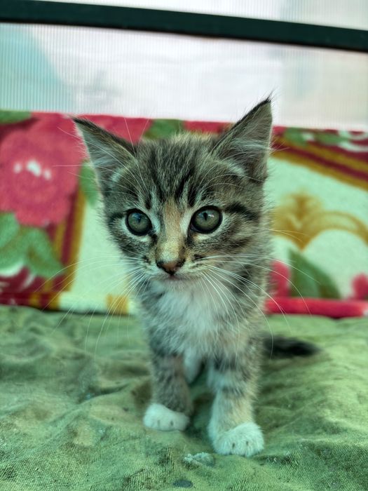 Котят маленькие.