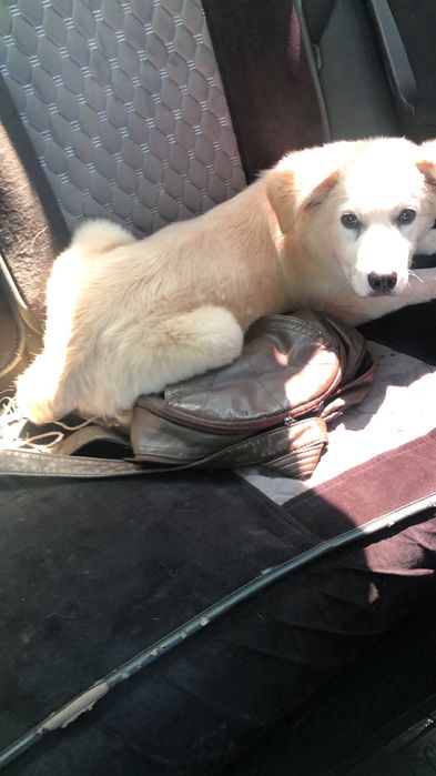 Отдам собачку