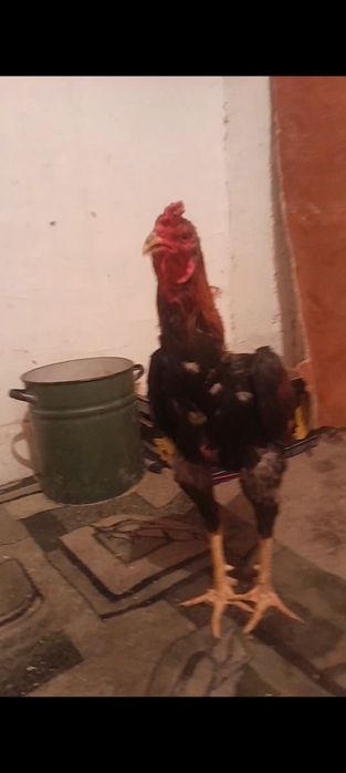 Дакан кораз сатылады