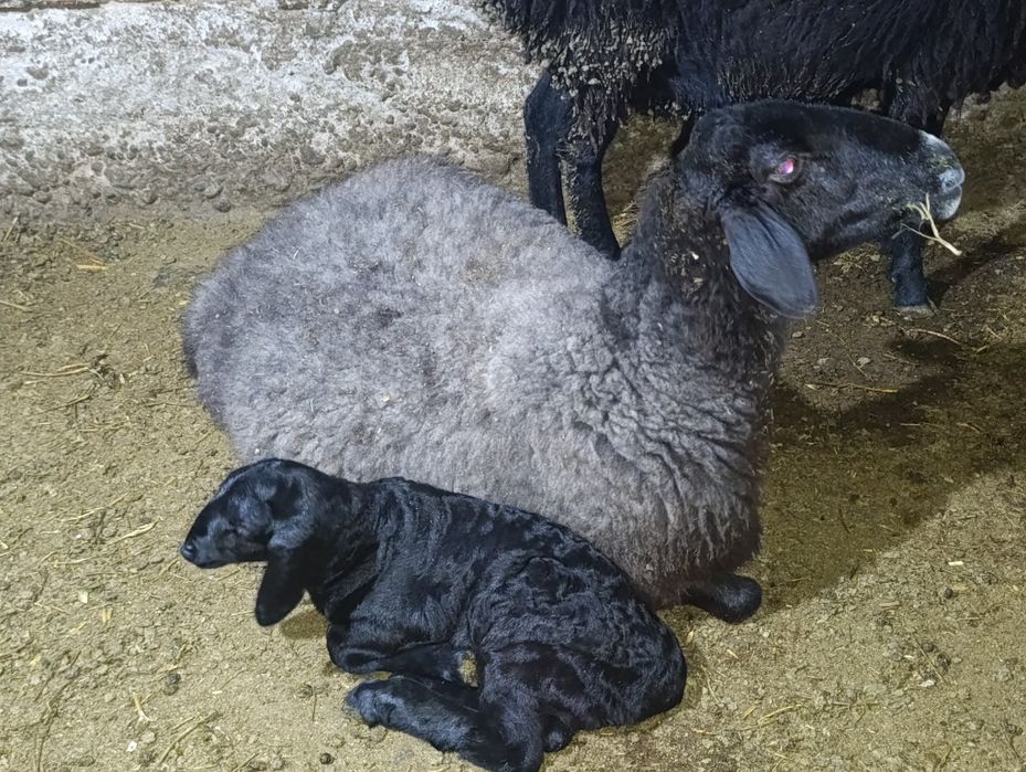 Solu quylar solu quylar