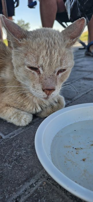нашли рыжего кота кастрата