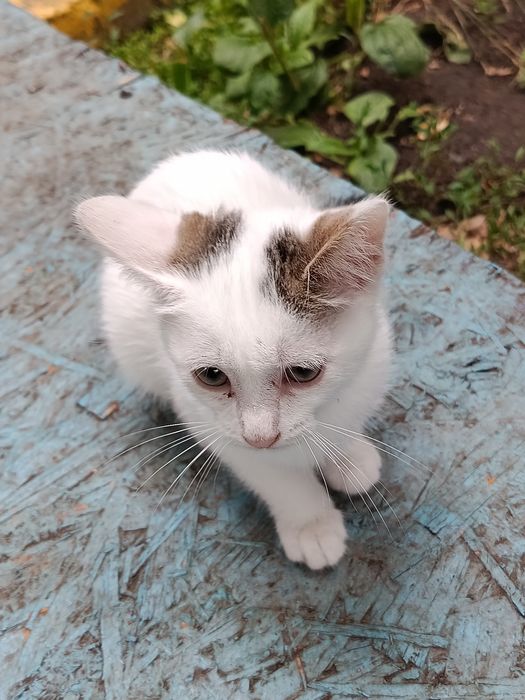отдам красивых котят