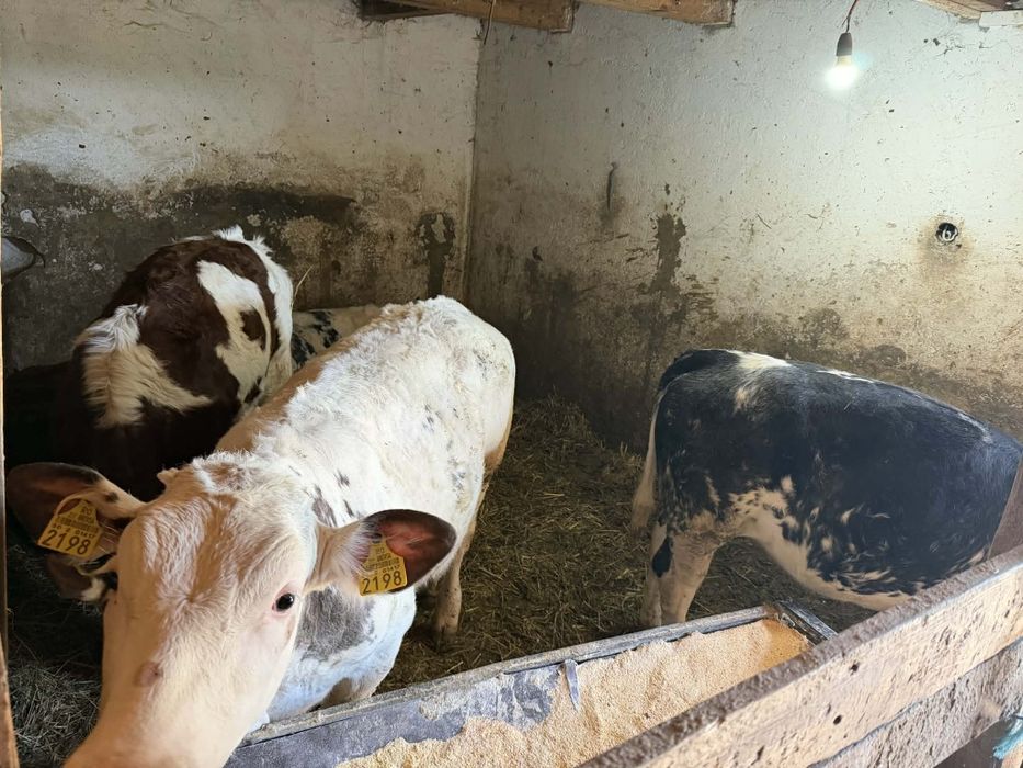 Vând viței belgienii angusi balțat si femele balțate