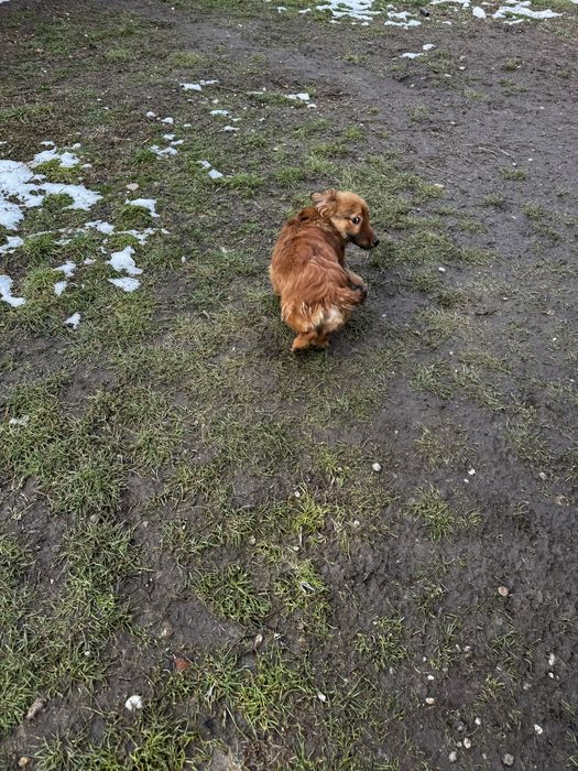 Donez catelusi de talie mica