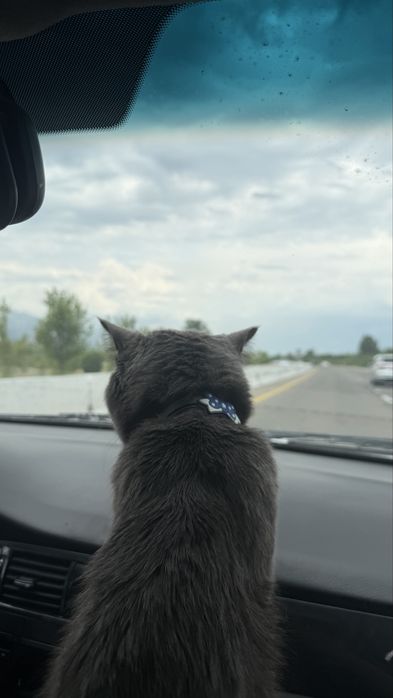 British кошка 6 месячная