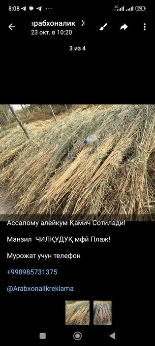 Продам камиш пучок 10000