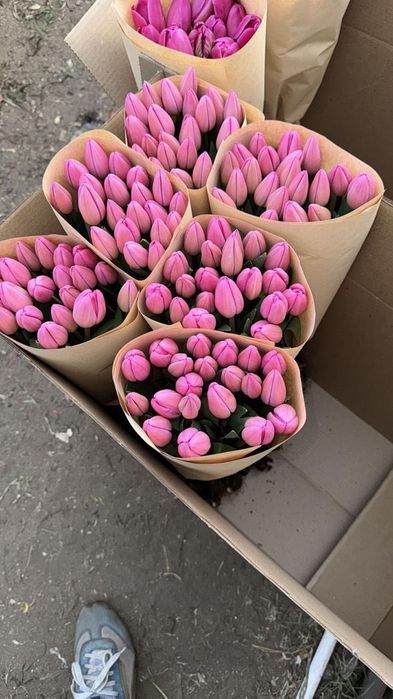 Голландские тюльпаны от производителя, оптом