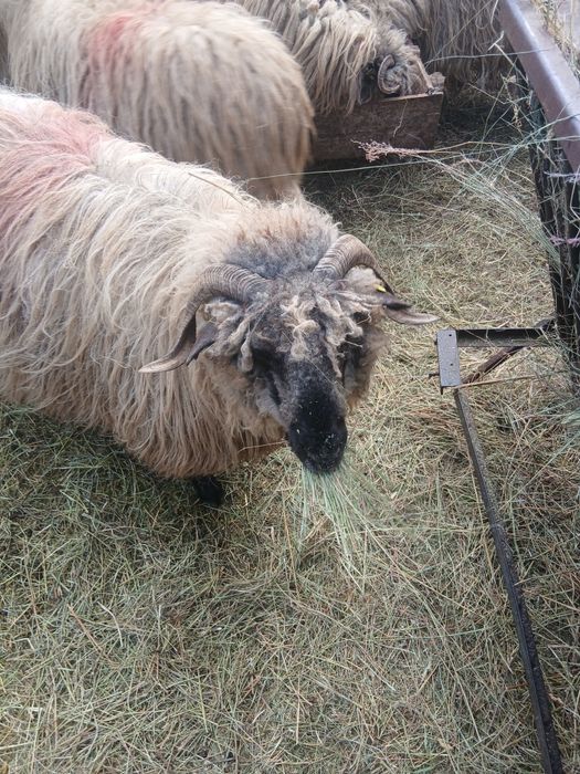 Vând oi tinere țurcane bucalai bune de lapte. Pentru mai multe detalii sunați la numărul de telefon  0762942262