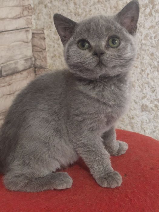 Британский  мальчик