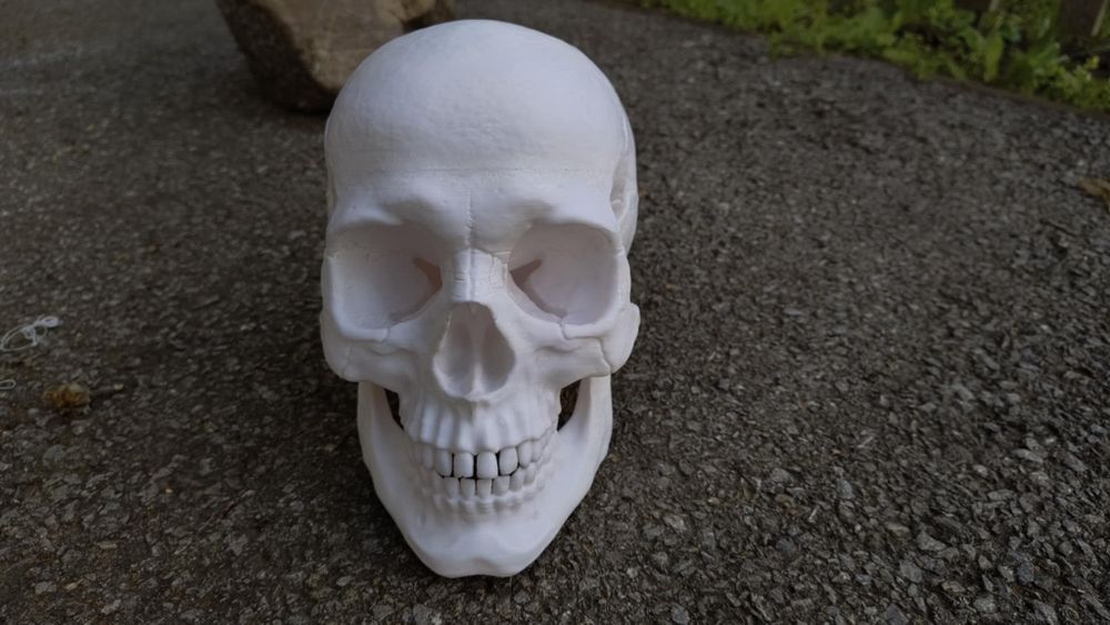 3D принтиран анатомичен череп – детайлен и стилен декор