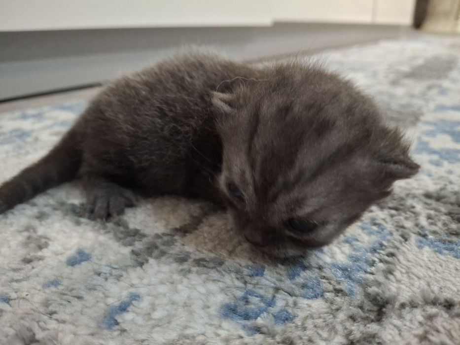 Котята, порода британец