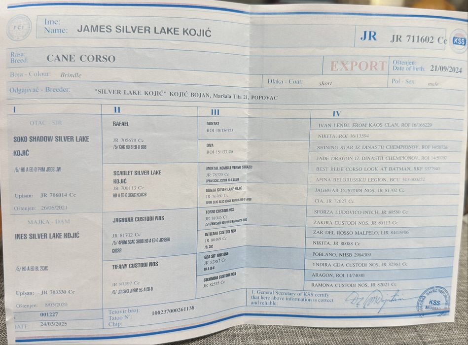 Кученца кане корсо италяно, от чистокръвни родословни родители,шоу кла